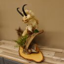 Wolpertinger Martre Wolpi Préparation Tubes de chamois Armes de sanglier Bouclier en bouleau Préparation sur pied Hauteur 48 cm