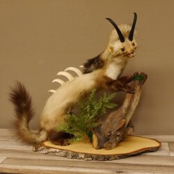 Wolpertinger Martre Wolpi Préparation Tubes de chamois Armes de sanglier Bouclier en bouleau Préparation sur pied Hauteur 48 cm