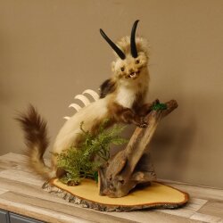 Wolpertinger Martre Wolpi Préparation Tubes de chamois Armes de sanglier Bouclier en bouleau Préparation sur pied Hauteur 48 cm