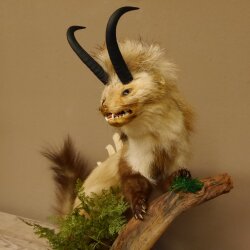 Wolpertinger Martre Wolpi Préparation Tubes de chamois Armes de sanglier Bouclier en bouleau Préparation sur pied Hauteur 48 cm