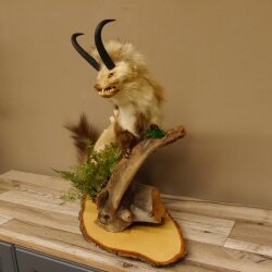 Wolpertinger Martre Wolpi Préparation Tubes de chamois Armes de sanglier Bouclier en bouleau Préparation sur pied Hauteur 48 cm