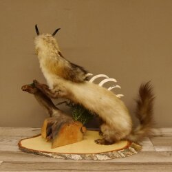 Wolpertinger Martre Wolpi Préparation Tubes de chamois Armes de sanglier Bouclier en bouleau Préparation sur pied Hauteur 48 cm