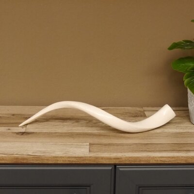 1 pezzo di corno interno di kudu lucidato a specchio, piccolo, nuovo, lunghezza 58 cm 80.20.4.11