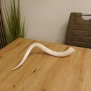 1 pezzo di corno interno di kudu lucidato a specchio, piccolo, nuovo, lunghezza 58 cm 80.20.4.11