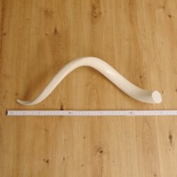 1 pezzo di corno interno di kudu lucidato a specchio, piccolo, nuovo, lunghezza 58 cm 80.20.4.11