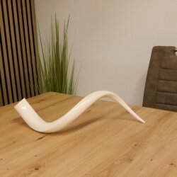1 pezzo di corno interno di kudu lucidato a specchio, piccolo, nuovo, lunghezza 58 cm 80.20.4.11