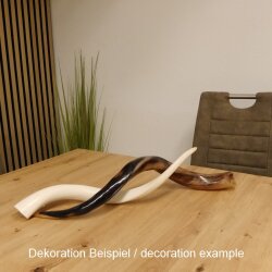 1 pezzo di corno interno di kudu lucidato a specchio, piccolo, nuovo, lunghezza 58 cm 80.20.4.11