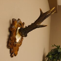 Rehgeweih 6 er kapitaler Rehbock Gewicht 330 g Bock Reh Geweih Gehörn Trophäenschild