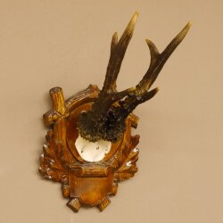 Rehgeweih 6 er kapitaler Rehbock Gewicht 330 g Bock Reh Geweih Gehörn Trophäenschild