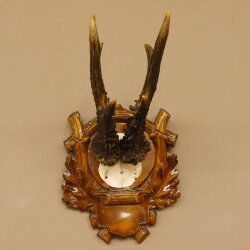 Rehgeweih 6 er kapitaler Rehbock Gewicht 330 g Bock Reh Geweih Gehörn Trophäenschild