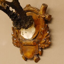 Rehgeweih 6 er kapitaler Rehbock Gewicht 330 g Bock Reh Geweih Gehörn Trophäenschild