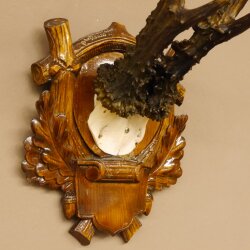 Rehgeweih 6 er kapitaler Rehbock Gewicht 330 g Bock Reh Geweih Gehörn Trophäenschild