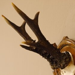 Rehgeweih 6 er kapitaler Rehbock Gewicht 330 g Bock Reh Geweih Gehörn Trophäenschild