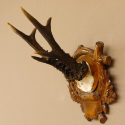 Rehgeweih 6 er kapitaler Rehbock Gewicht 330 g Bock Reh Geweih Gehörn Trophäenschild