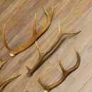 6 Stück Rothirschstangen Hirsch Stange Abwurfstange Länge 38-62 cm