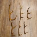 6 Stück Rothirschstangen Hirsch Stange Abwurfstange Länge 38-62 cm