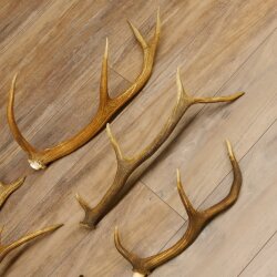 6 Stück Rothirschstangen Hirsch Stange Abwurfstange Länge 38-62 cm