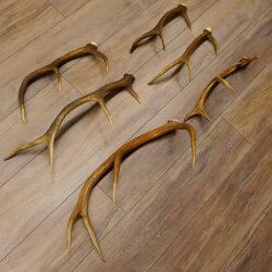 6 Stück Rothirschstangen Hirsch Stange Abwurfstange Länge 38-62 cm