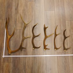 6 Stück Rothirschstangen Hirsch Stange Abwurfstange Länge 38-62 cm