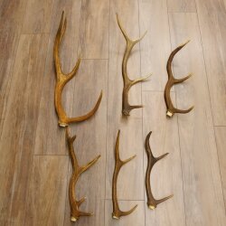 6 Stück Rothirschstangen Hirsch Stange Abwurfstange Länge 38-62 cm