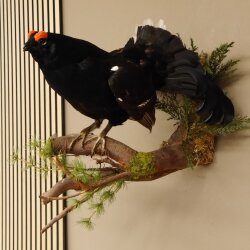 Birkhahn Hahn Ganzpräparat Präparat Höhe 45 cm mit Herkunftsnachweis 90.2.16