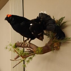 Birkhahn Hahn Ganzpräparat Präparat Höhe 45 cm mit Herkunftsnachweis 90.2.16
