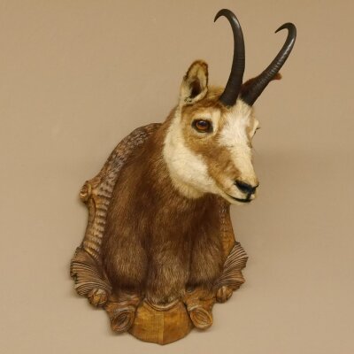 Chamois buck Chamois head Chamois Chamois Hose length 22.5 cm Head Mounted on carved trophy board 85.13.58