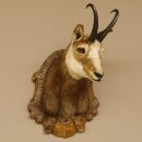 Chamois mâle Tête de chamois Chamois Longueur...