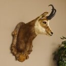 Chamois mâle Tête de chamois Chamois Longueur...