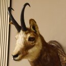 Chamois buck Chamois head Chamois Chamois Hose length 22.5 cm Head Mounted on carved trophy board 85.13.58