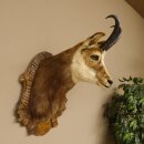 Chamois buck Chamois head Chamois Chamois Hose length 22.5 cm Head Mounted on carved trophy board 85.13.58