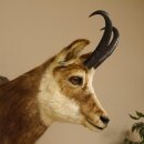 Chamois buck Chamois head Chamois Chamois Hose length 22.5 cm Head Mounted on carved trophy board 85.13.58