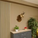 Chamois buck Chamois head Chamois Chamois Hose length 22.5 cm Head Mounted on carved trophy board 85.13.58