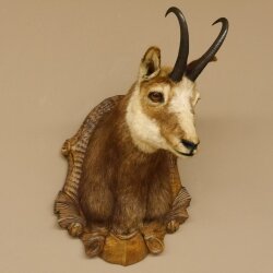 Chamois buck Chamois head Chamois Chamois Hose length 22.5 cm Head Mounted on carved trophy board 85.13.58