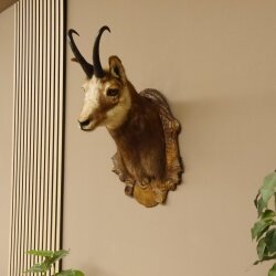 Chamois buck Chamois head Chamois Chamois Hose length 22.5 cm Head Mounted on carved trophy board 85.13.58