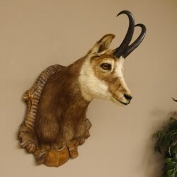 Chamois buck Chamois head Chamois Chamois Hose length 22.5 cm Head Mounted on carved trophy board 85.13.58