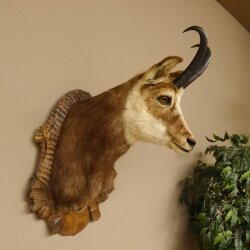 Chamois buck Chamois head Chamois Chamois Hose length 22.5 cm Head Mounted on carved trophy board 85.13.58