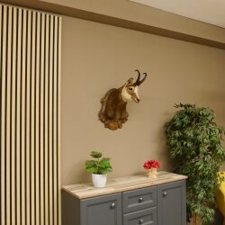 Chamois buck Chamois head Chamois Chamois Hose length 22.5 cm Head Mounted on carved trophy board 85.13.58