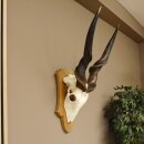 Eland (Taurotragus oryx) Skull trophy Height 88 cm Horn length 86 cm Antelope Africa Trophy shield
