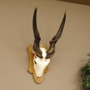 Eland (Taurotragus oryx) Skull trophy Height 88 cm Horn length 86 cm Antelope Africa Trophy shield