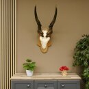 Eland (Taurotragus oryx) Skull trophy Height 88 cm Horn length 86 cm Antelope Africa Trophy shield