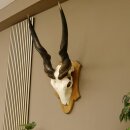 Eland (Taurotragus oryx) Skull trophy Height 88 cm Horn length 86 cm Antelope Africa Trophy shield