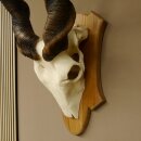 Eland (Taurotragus oryx) Skull trophy Height 88 cm Horn length 86 cm Antelope Africa Trophy shield