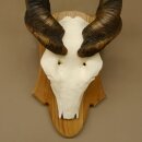 Eland (Taurotragus oryx) Skull trophy Height 88 cm Horn length 86 cm Antelope Africa Trophy shield