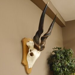Eland (Taurotragus oryx) Skull trophy Height 88 cm Horn length 86 cm Antelope Africa Trophy shield