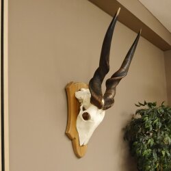 Eland (Taurotragus oryx) Skull trophy Height 88 cm Horn length 86 cm Antelope Africa Trophy shield