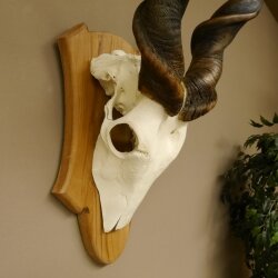 Eland (Taurotragus oryx) Skull trophy Height 88 cm Horn length 86 cm Antelope Africa Trophy shield
