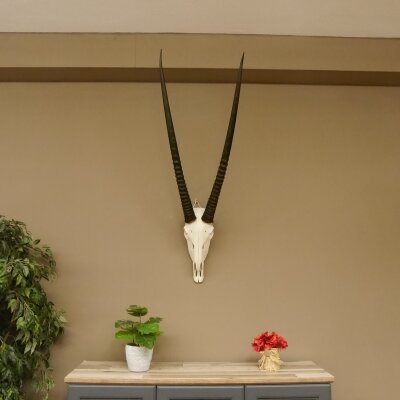Oryx (Oryx gazella) Horn length 88 cm Antelope Spear buck Africa Skull trophy 88.3.104