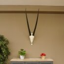 Oryx (Oryx gazella) Horn length 88 cm Antelope Spear buck Africa Skull trophy 88.3.104