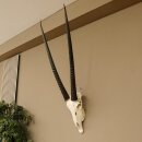 Oryx (Oryx gazella) Horn length 88 cm Antelope Spear buck Africa Skull trophy 88.3.104